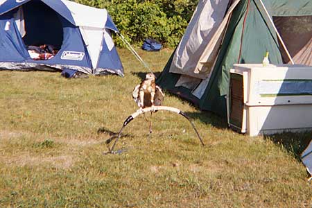 a_Really_its_a_real_hawk